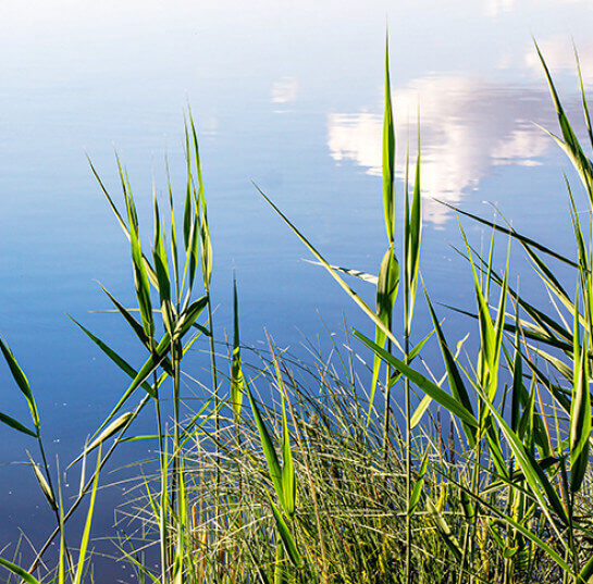 AdobeStock_470090820 crop 550x485