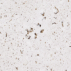 GFRC-Shark-Travertine-07.29.2023-web