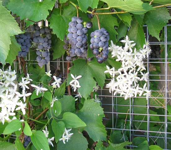 IMG_5004_grape&clematis_crop