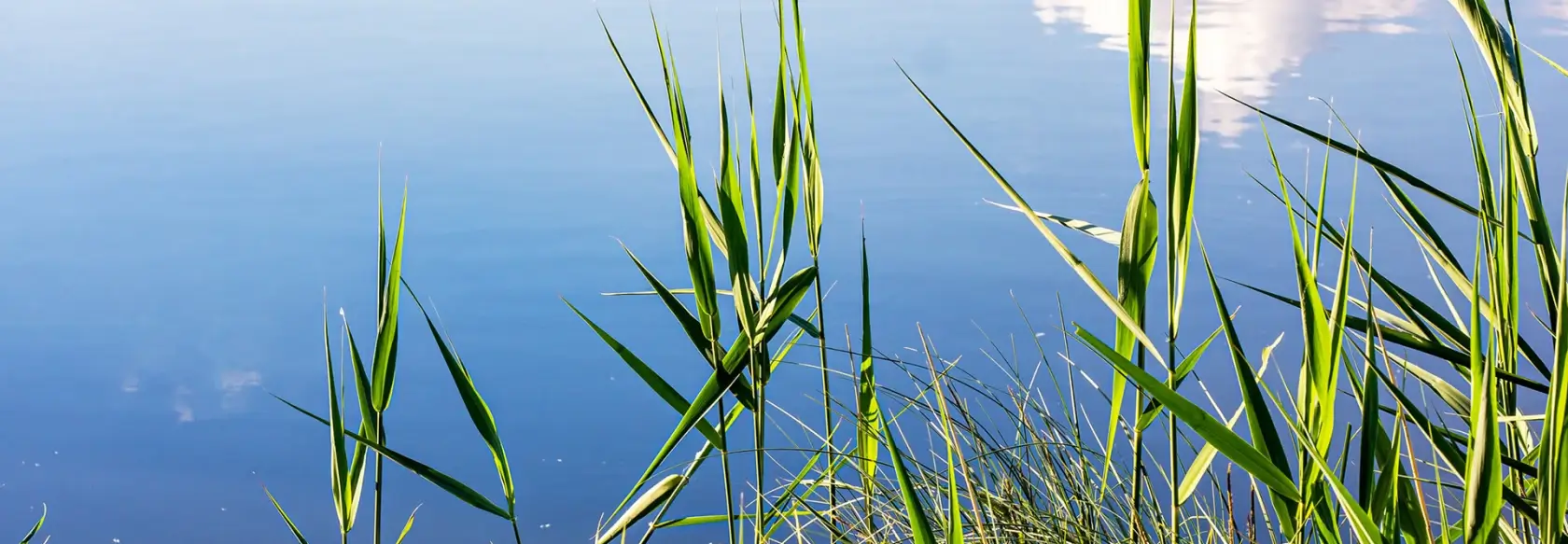 water_reeds_1920