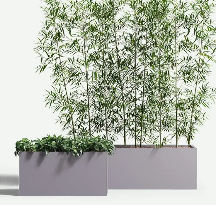 wilshire_rectangle_med_group_plants