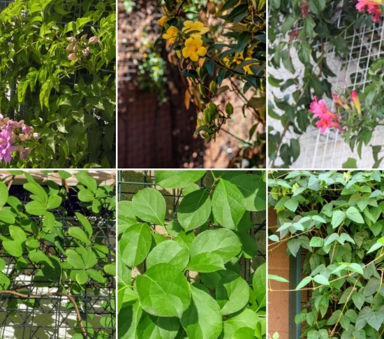 plant collage for article_ATF
